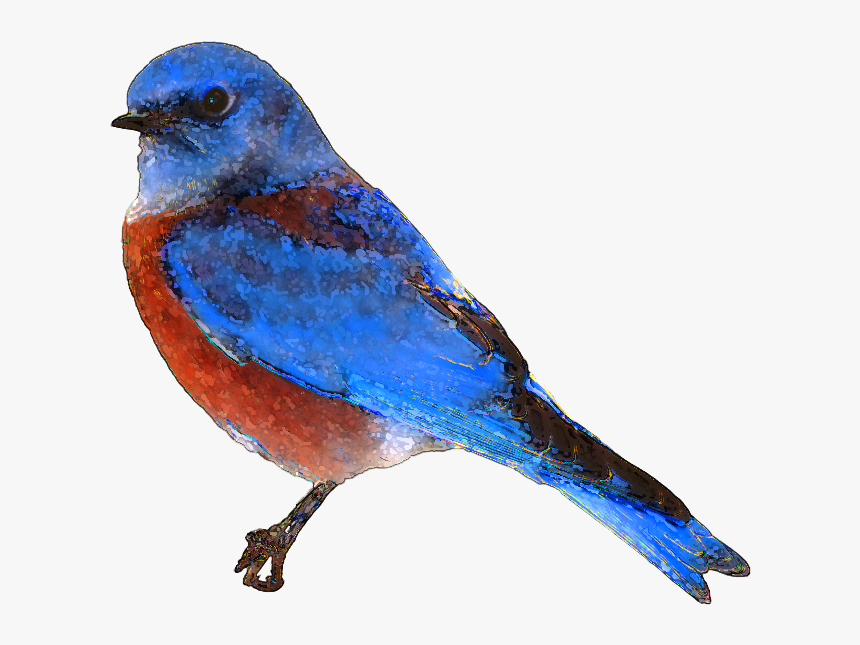 Clip Art Real Birds Clipart - Blue Bird Transparent Background, HD Png Download, Free Download