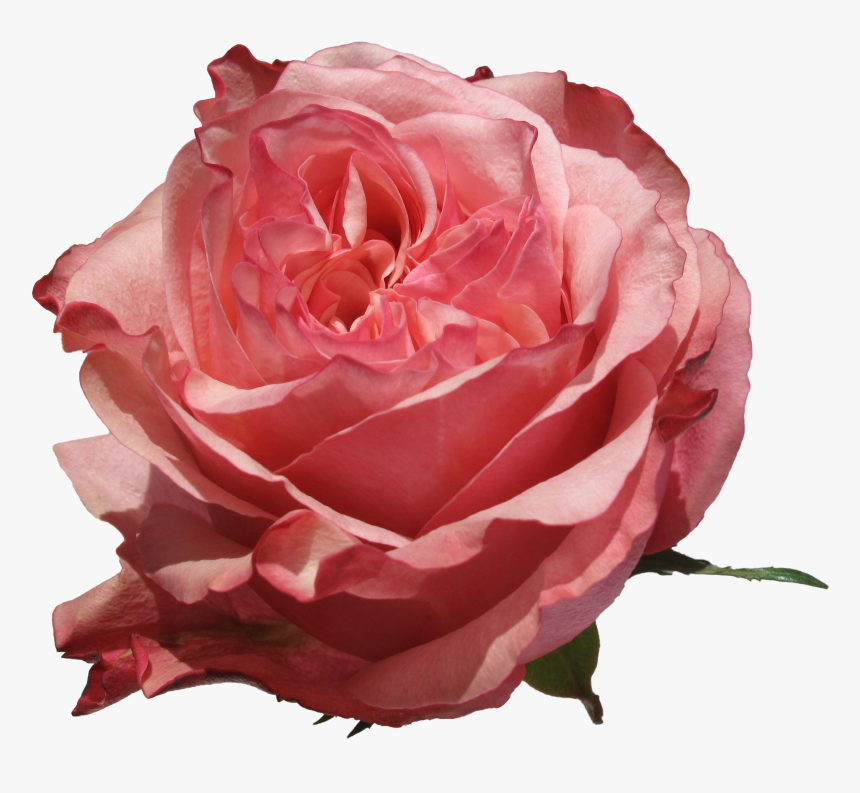 Rose Art, HD Png Download, Free Download