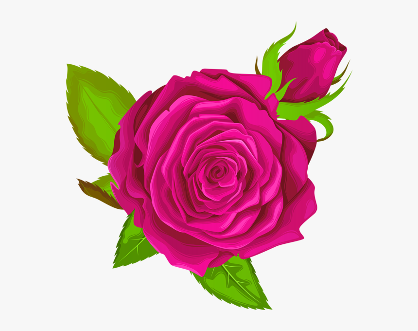 Purple Rose Png, Transparent Png, Free Download