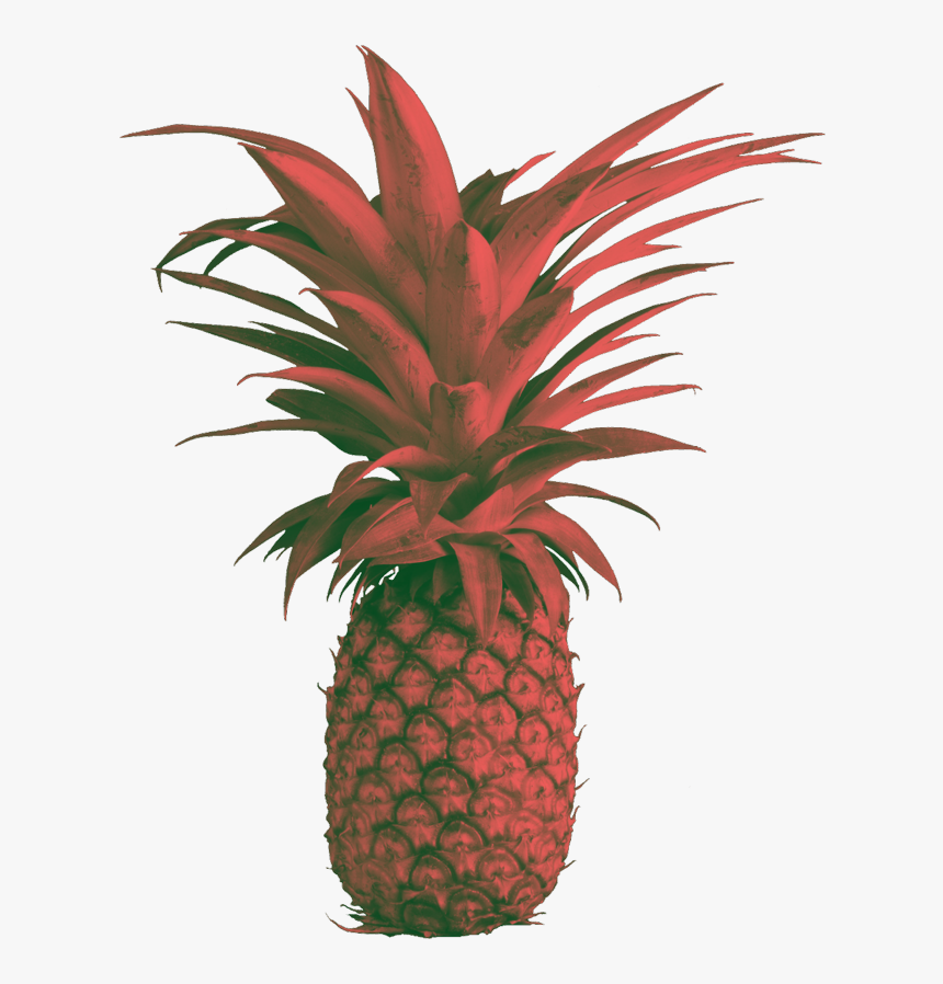Transparent Pine Png - Pineapple, Png Download, Free Download