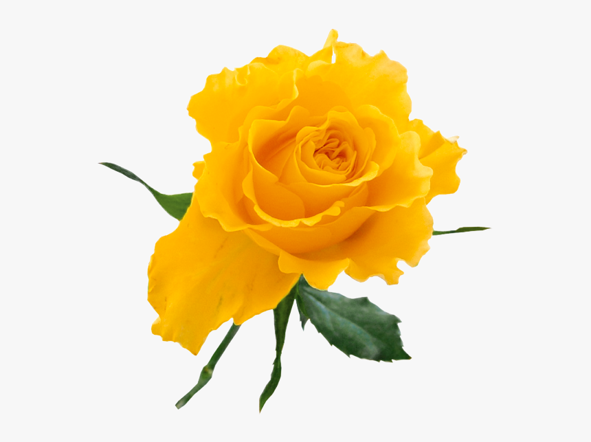 Yellow Rose Art - Transparent Background Yellow Flower Clipart, HD Png Download, Free Download