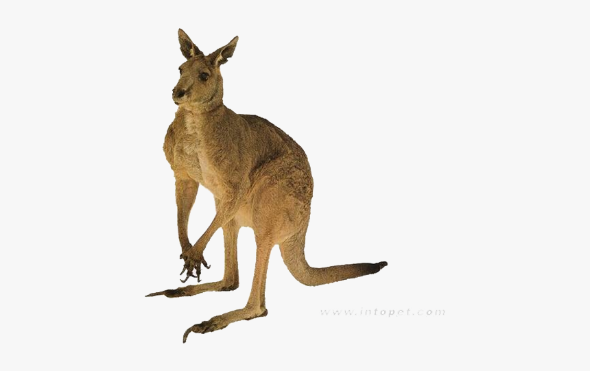 Red Kangaroo Australia Tail Quokka - Kangaroo Png, Transparent Png, Free Download