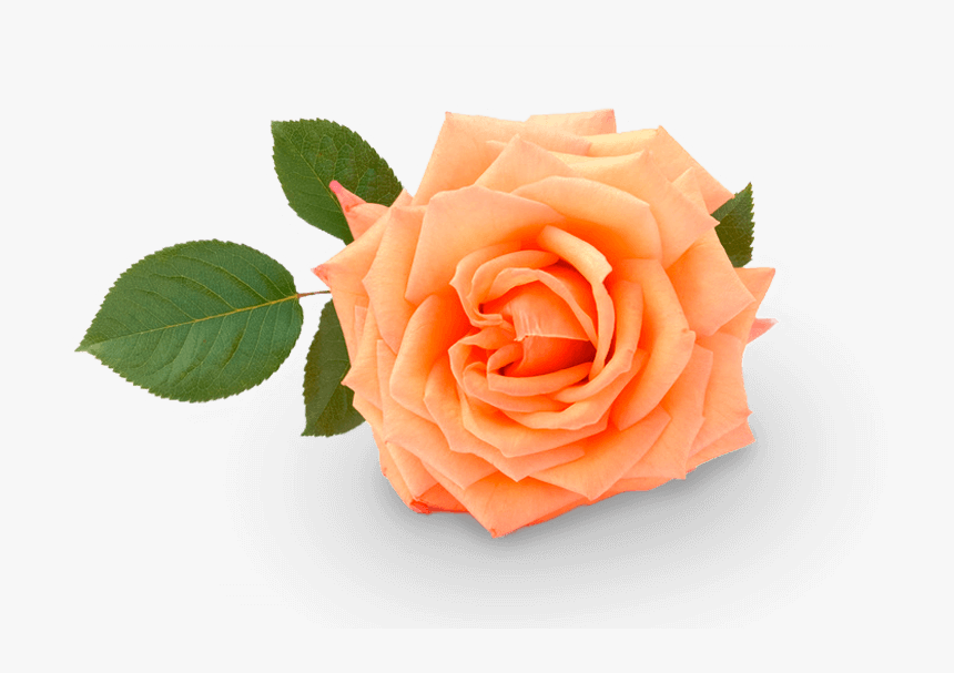 Pastel Orange Flower Png, Transparent Png, Free Download