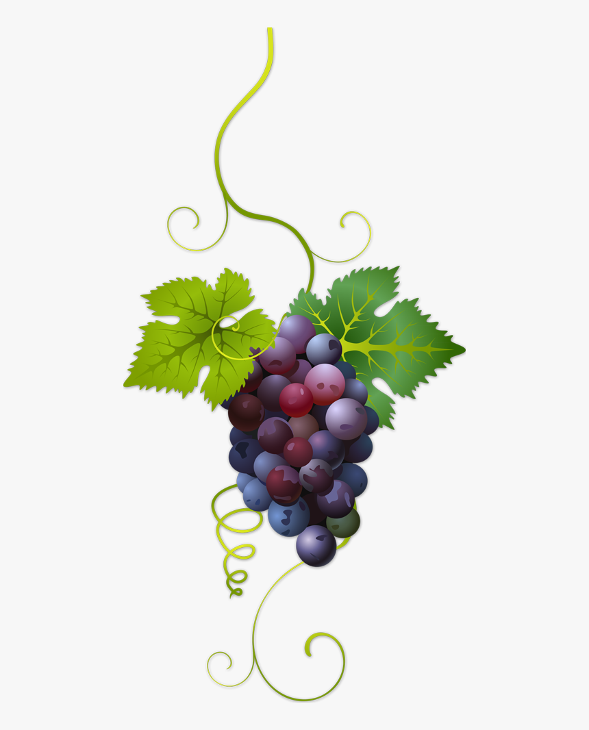 Transparent Background Grape Clipart , Transparent - Transparent Background Grape Vine Clipart, HD Png Download, Free Download