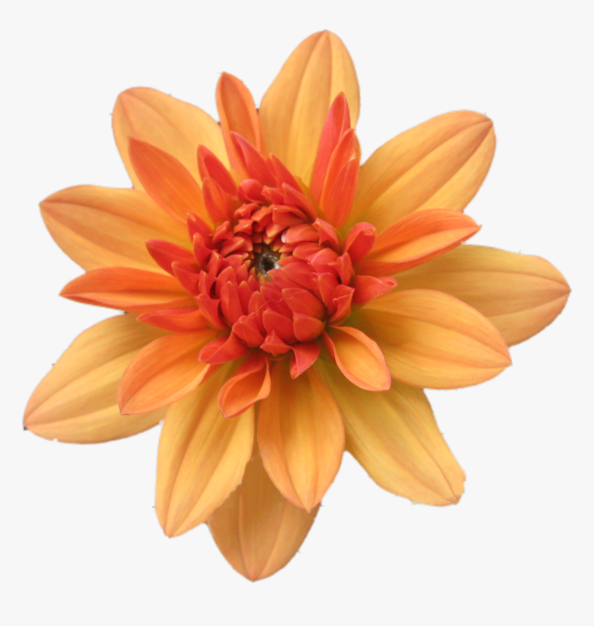 Orange Flower Clip Art - Orange Flower Transparent, HD Png Download, Free Download