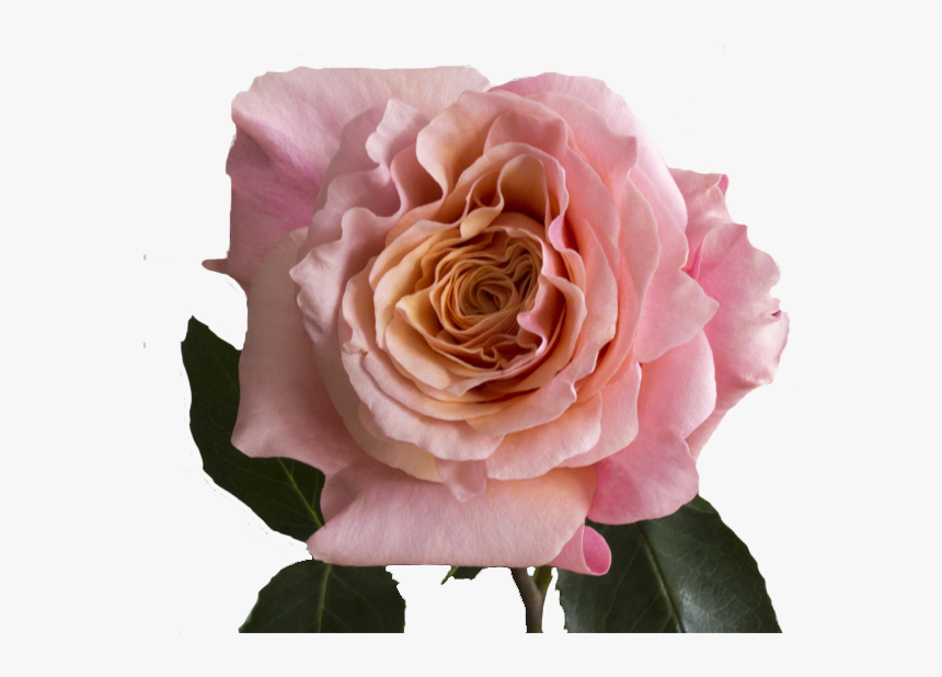 Peach Mayra Garden Rose, HD Png Download, Free Download