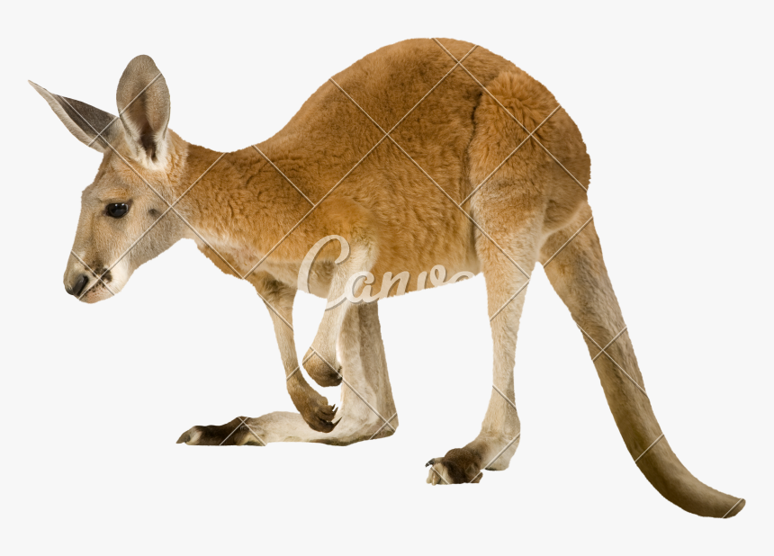 Clip Art Pictures Of Marsupial Animals - Como Se Dice Canguro En Inglés, HD Png Download, Free Download