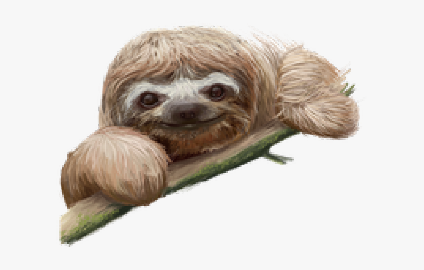 Sloth Png Transparent Images - Sloth Png, Png Download, Free Download