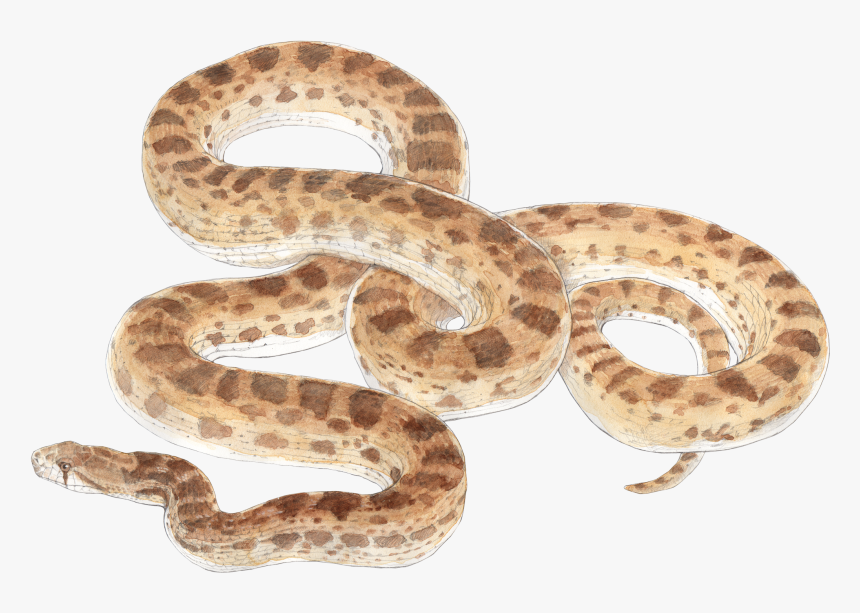 Clip Art Eastern Fox Snake - Bull Snake No Background, HD Png Download, Free Download