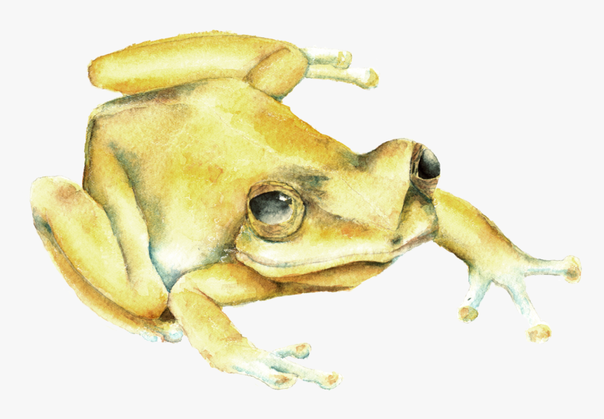 Frog Free Puerto Rico Coqui, HD Png Download, Free Download