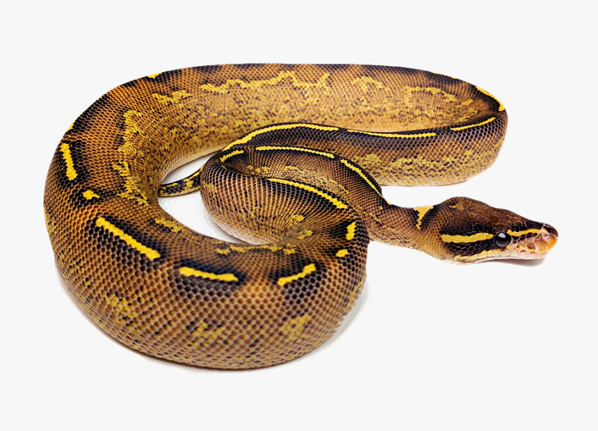 Ball Python Png, Transparent Png, Free Download