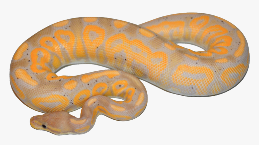 Transparent Boa Constrictor Png - Black Pastel Yellow Belly Banana Ball Python, Png Download, Free Download