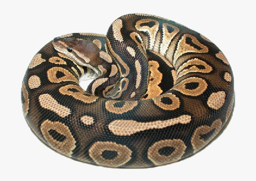 Cinnamon Ball Python , Png Download - Cinnamon Python, Transparent Png, Free Download