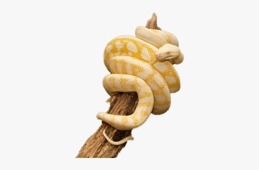 Yellow Python Wrapped Around Trunk - Snake Wrapped Around Png, Transparent Png, Free Download