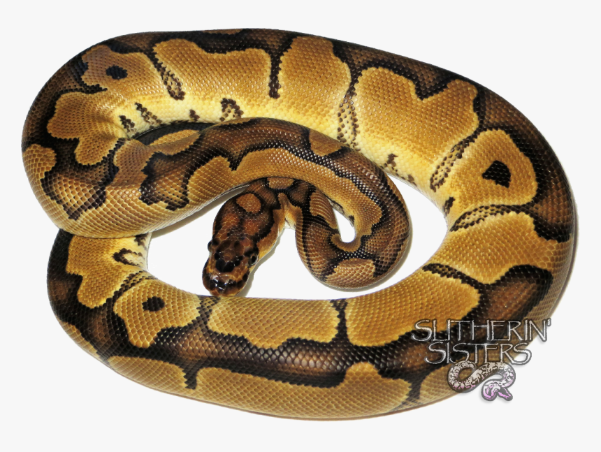 Clip Art Pictures Of Ball Pythons - Serpent, HD Png Download, Free Download