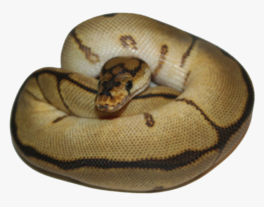 Ball Python Png, Transparent Png, Free Download