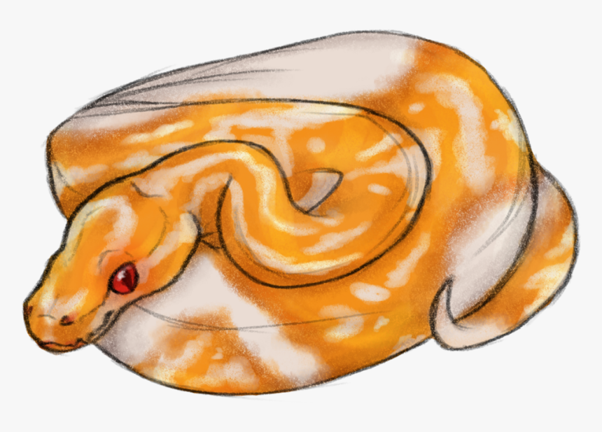 Burmese Python, HD Png Download, Free Download