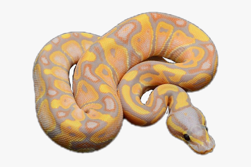 #snake #ballpython #cute - Ball Python Cute Snake, HD Png Download, Free Download