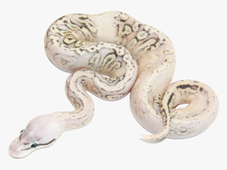 Ball Python Fader Morphs, HD Png Download, Free Download