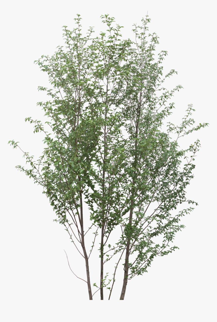 Transparent Tree Branches Png - Arboles Pequeños Png, Png Download, Free Download