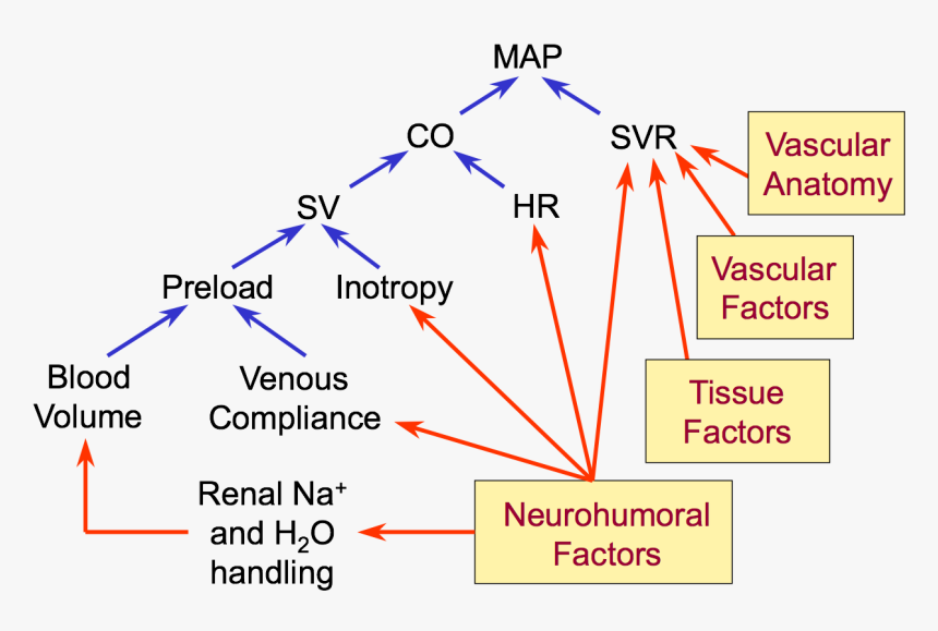 Arterial Pressure Regulation - Blood Pressure Regulation, HD Png Download, Free Download