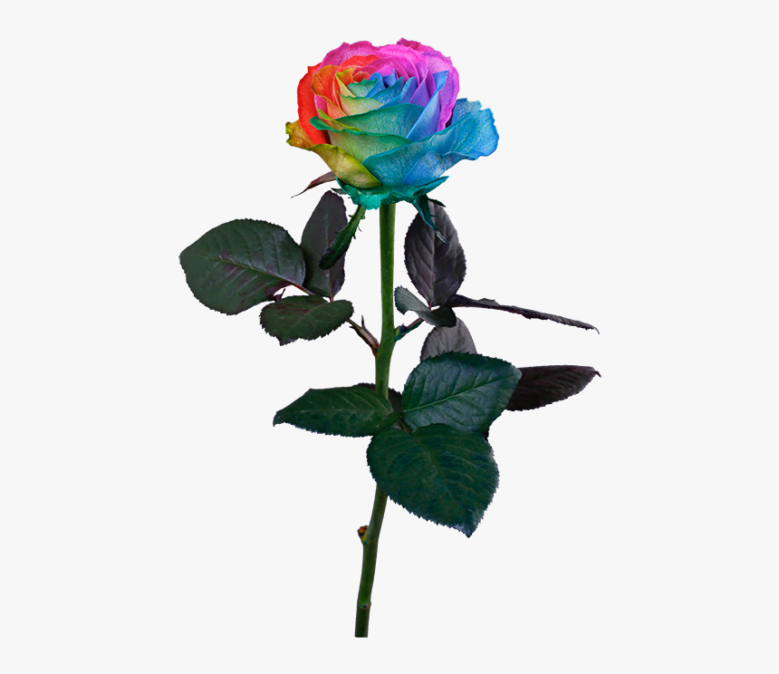 Transparent Rainbow Rose Png - Stem Rainbow Rose Png, Png Download, Free Download