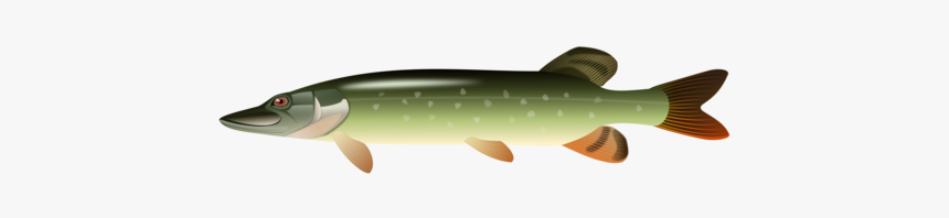 Sardine,fin,fish - Clip Art, HD Png Download, Free Download