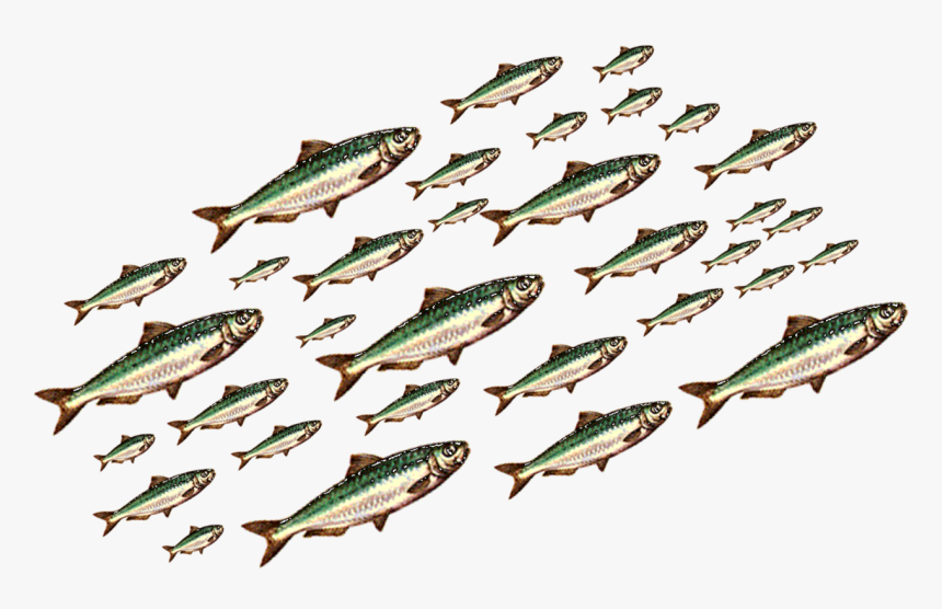 Transparent Sardine Png - Banc De Poisson Png, Png Download, Free Download