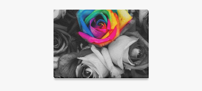 Blach,white Splash Roses Canvas Print 7"x5" - Colorful Roses, HD Png Download, Free Download