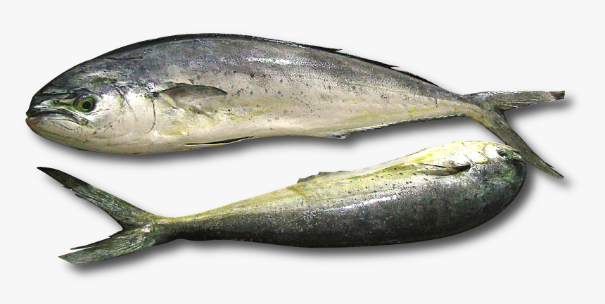 Coryphaena Hippurus Tunisia - Mahi Mahi Types, HD Png Download, Free Download