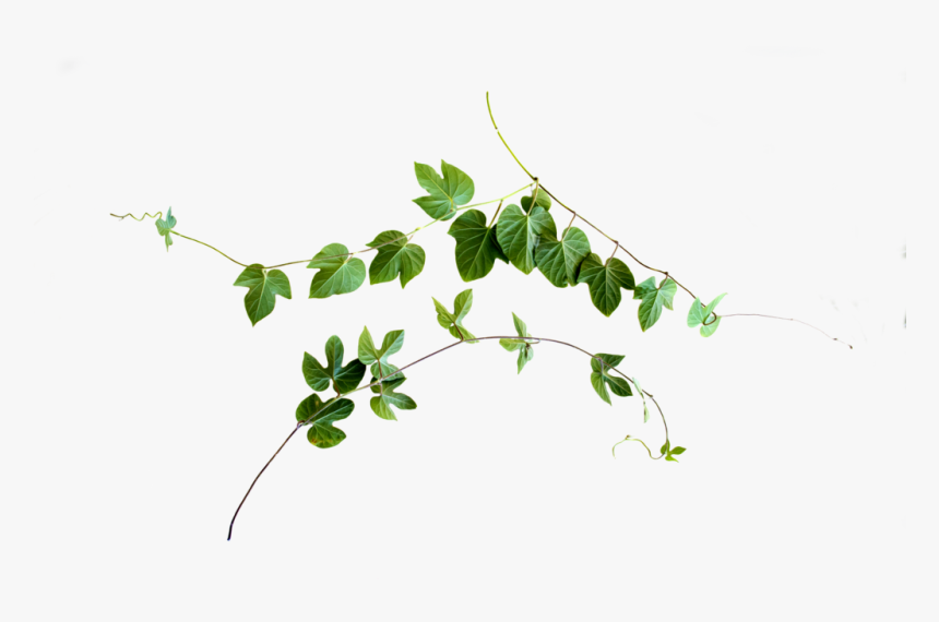 Vine Png Clip Black And White Download - Vines Png, Transparent Png, Free Download