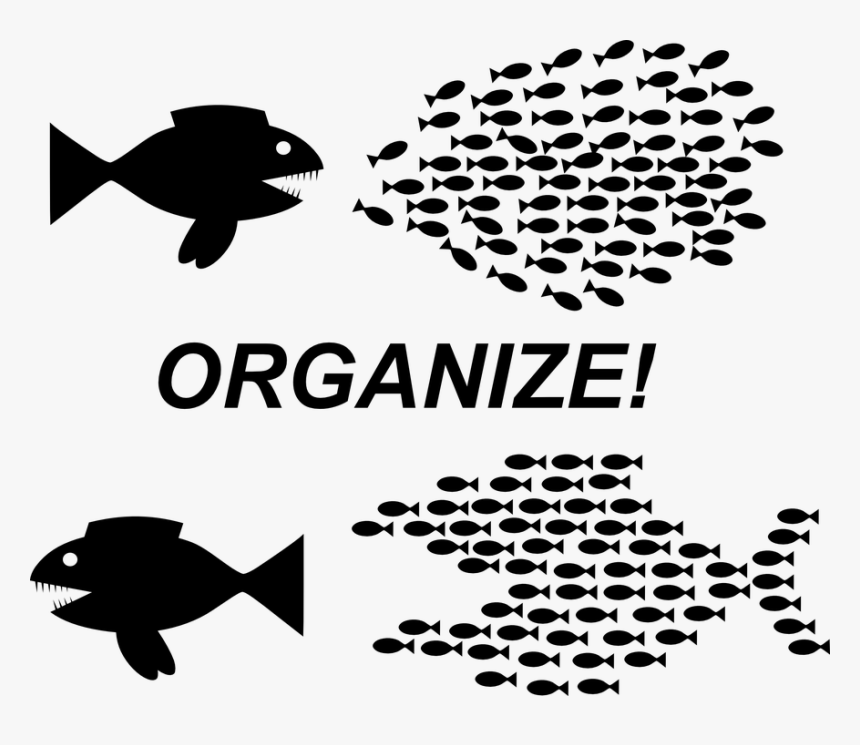 Organization, Teamwork, Fish, Organize, Revolution - Organize Fish, HD Png Download, Free Download