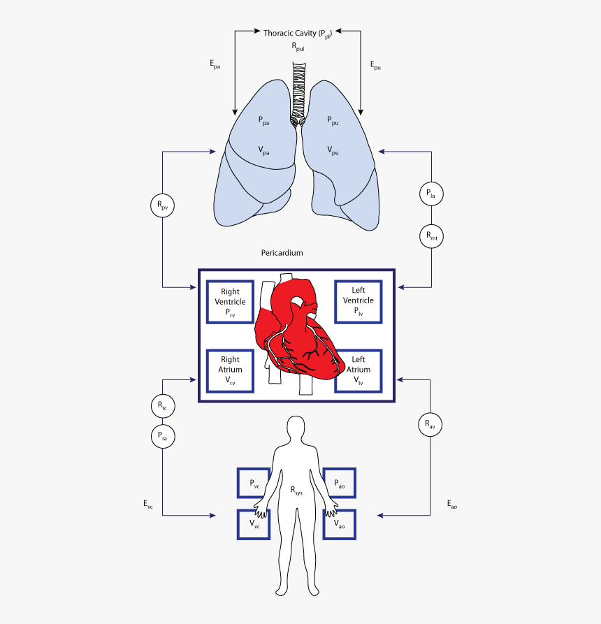 Schematic Diagram Of The Cardiovascular, HD Png Download, Free Download