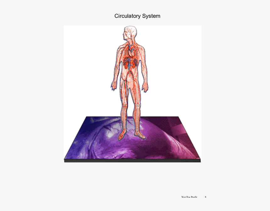 Gif Human Body System, HD Png Download, Free Download