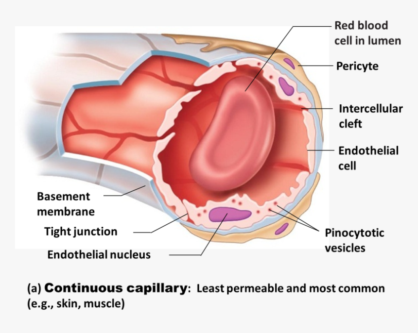 C:\users\katie\desktop\continuous Capillary - Capillary Found In Endocrine Organs That Allows Hormones, HD Png Download, Free Download