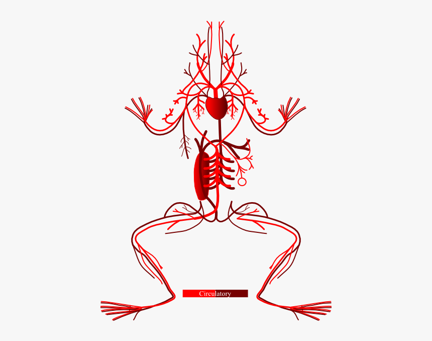 Layers - Circulatory System Leg Of Frog, HD Png Download, Free Download