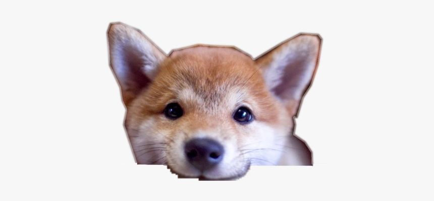 Cropped-shiba - Ivory, HD Png Download, Free Download