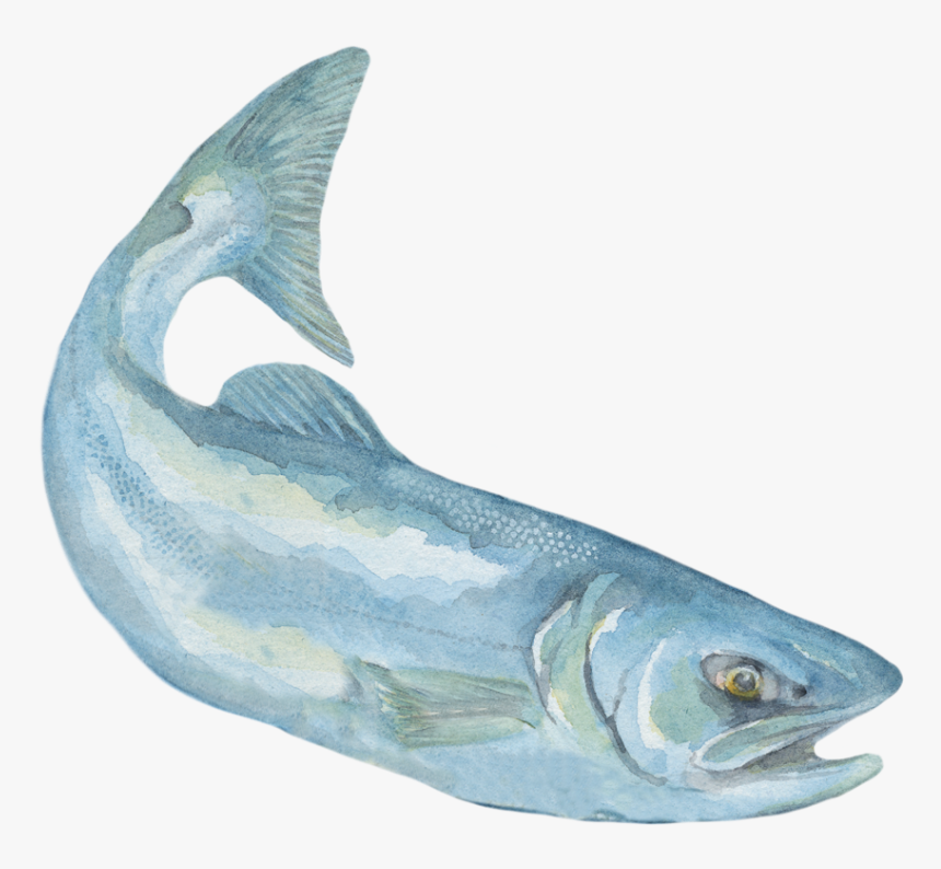 Billfish, HD Png Download, Free Download