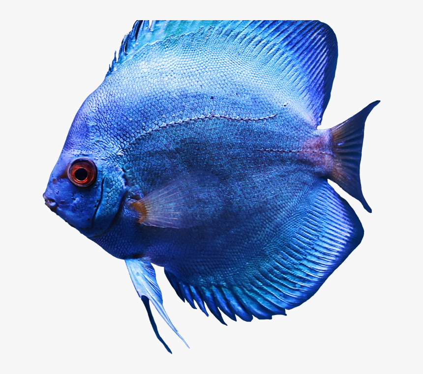 Pomacentridae, HD Png Download, Free Download