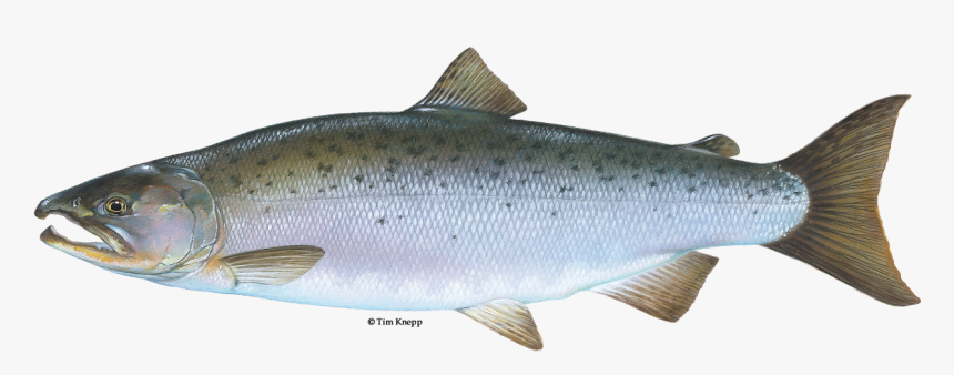 Illustration Of A Coho Salmon - Coho Salmon Png, Transparent Png, Free Download