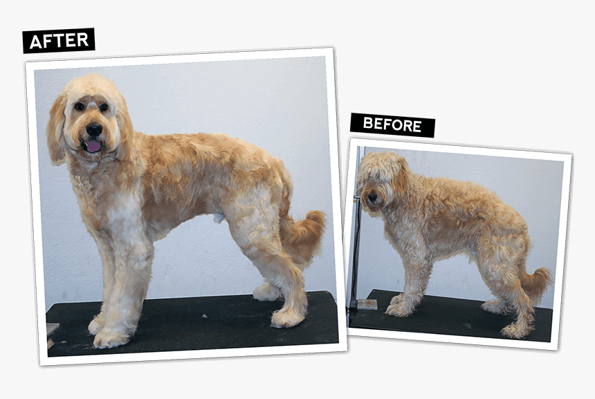 Goldendoodle, HD Png Download, Free Download