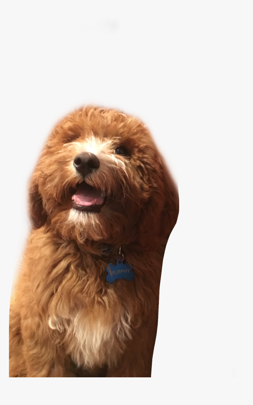 #goldendoodle #puppy #dog #cute #fluffy #freetoedit - Labradoodle, HD Png Download, Free Download