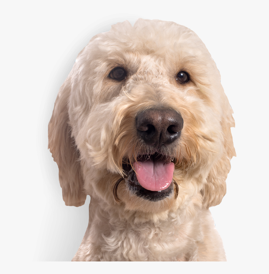 Labradoodle, HD Png Download, Free Download