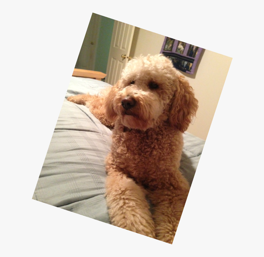 Labradoodle, HD Png Download, Free Download