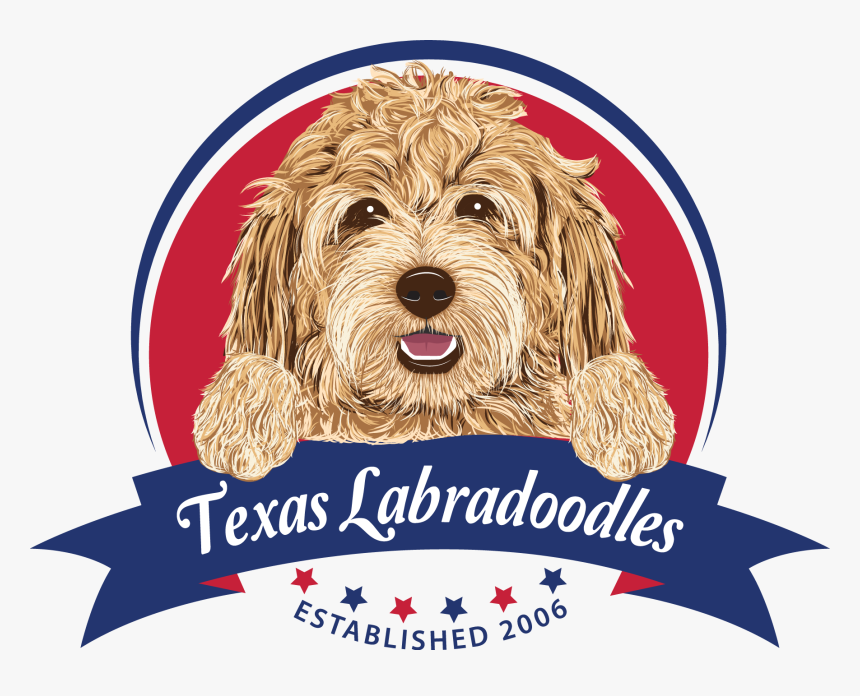 Cockapoo Goldendoodle Puppy Labradoodle Cavapoo - Labradoodle Puppies For Sale In Texas, HD Png Download, Free Download