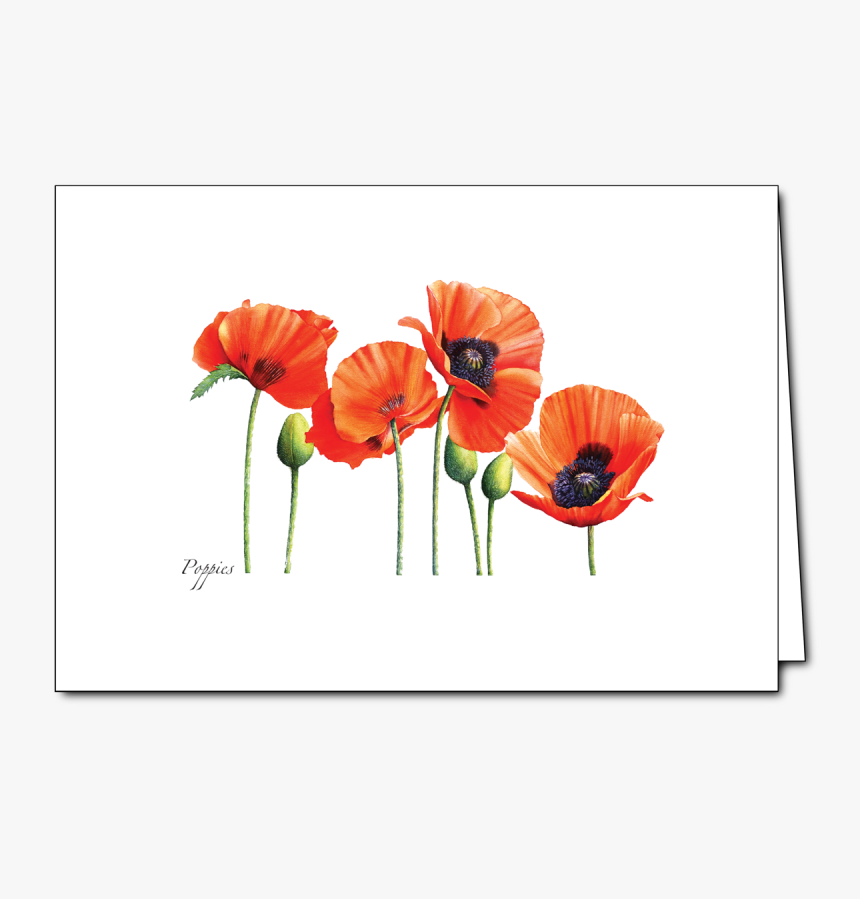 Oriental Poppy, HD Png Download, Free Download