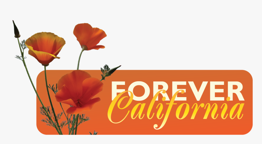 Forever California Mark - Eschscholzia Californica, HD Png Download, Free Download