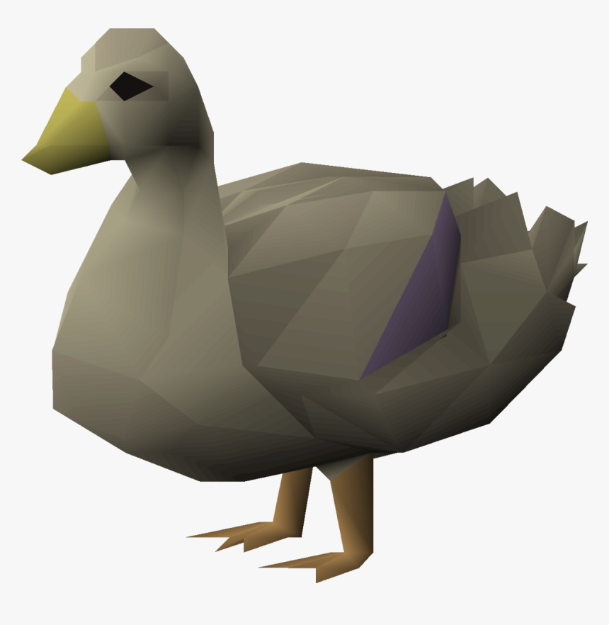 Duck, HD Png Download, Free Download