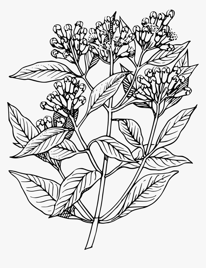 Mint Plant Drawing Png, Transparent Png, Free Download