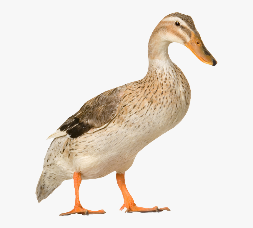 Farm Duck Png, Transparent Png, Free Download